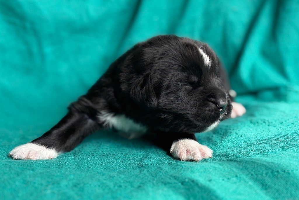 Korigann Style - Chiots disponibles - Terre-neuve