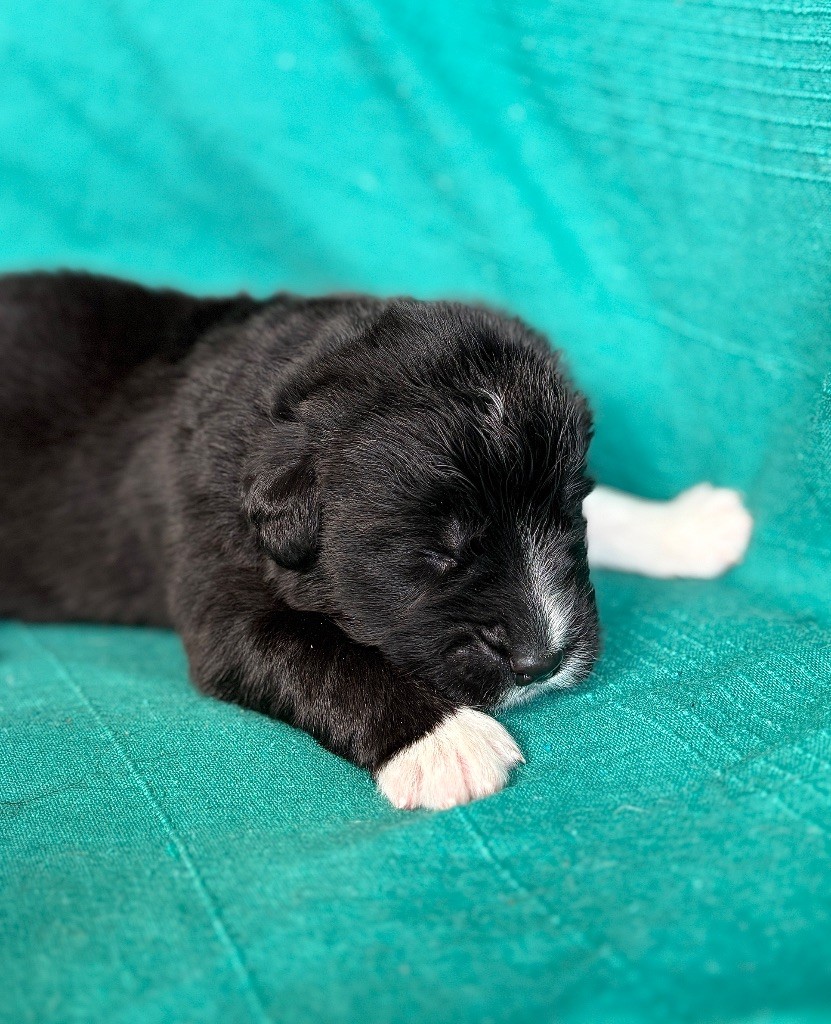 Korigann Style - Chiots disponibles - Terre-neuve