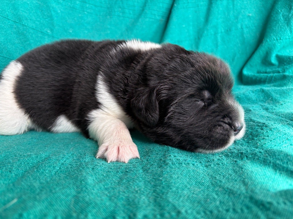 Korigann Style - Chiots disponibles - Terre-neuve