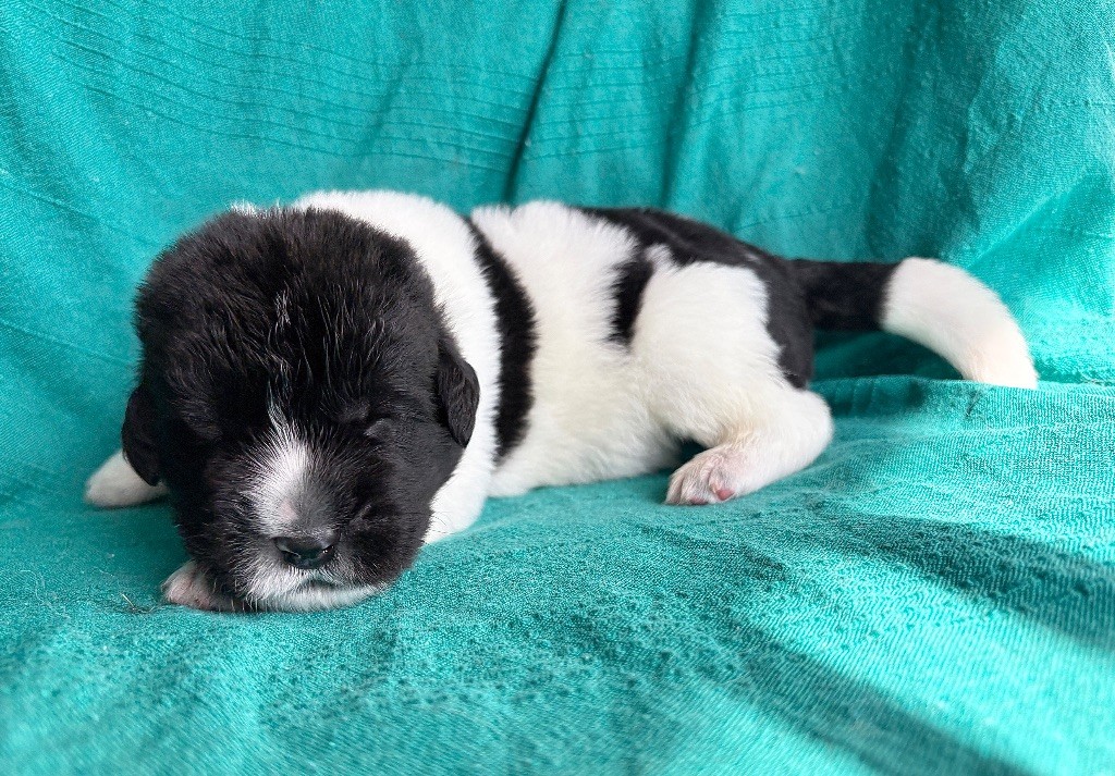 Korigann Style - Chiots disponibles - Terre-neuve